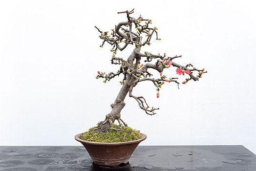 xổ số lâm đồng