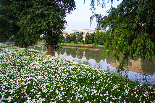 cau lo bach thu khung 3 ngay