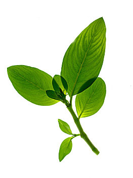 thần tài lô đề