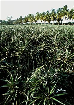 dự đoán xổ số đại phát