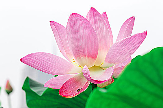 quả xổ