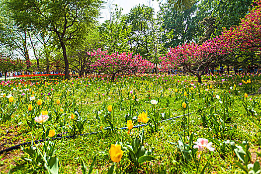 soi cau de bach thu hom nay