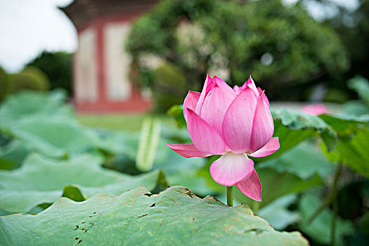 soi đề bạch thủ