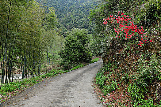 soi cau truc tuyen
