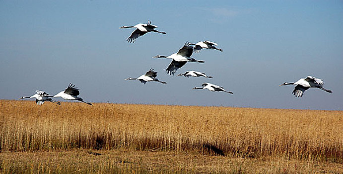 du doan 3mien