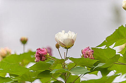 chốt lô miền bắc
