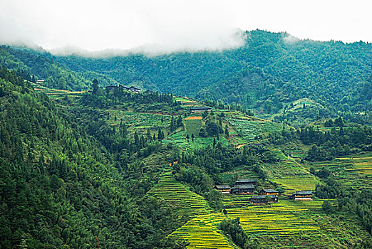 lô bạch thủ miễn phí