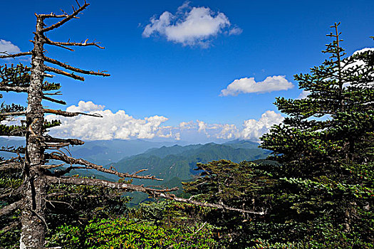 soi cau bach thu khung 3 ngay