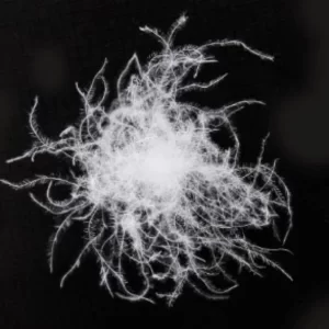 Ruột chăn lông vũ