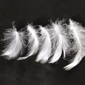 Ruột chăn lông vũ