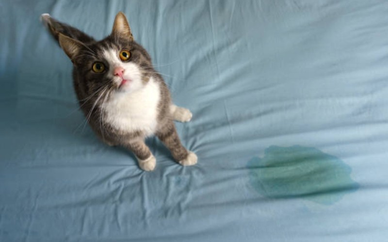 Vì sao nước tiểu mèo có mùi khai nồng và rất khó khử